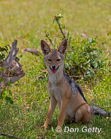 Black-backed Jackal