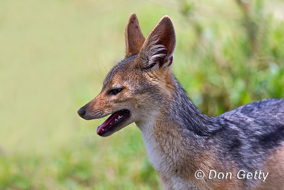 Black-backed Jackal