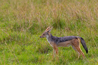 Black-backed Jackal