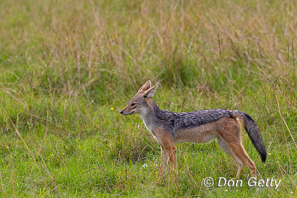 Black-backed Jackal
