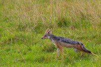 Black-backed Jackal