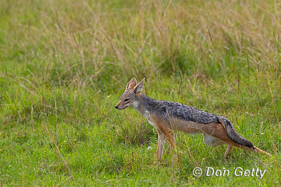 Black-backed Jackal