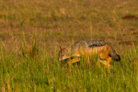 Black-backed Jackal