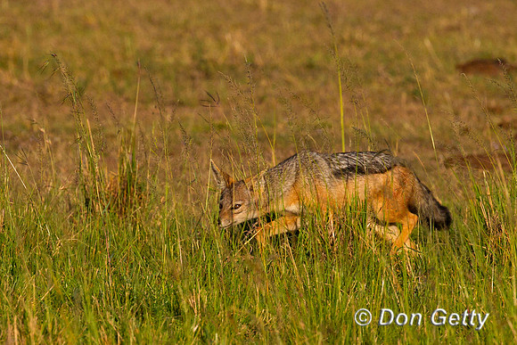 Black-backed Jackal