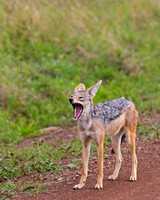 Black-backed Jackal