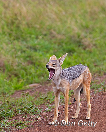 Black-backed Jackal