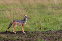 Black-backed Jackal