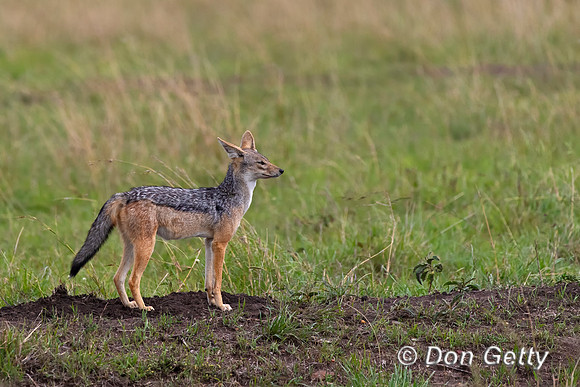 Black-backed Jackal