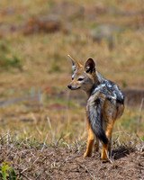 Black-backed Jackal