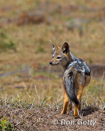 Black-backed Jackal
