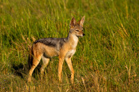 Black-backed Jackal