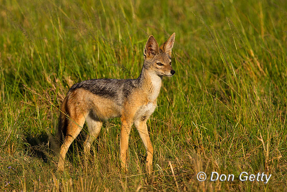 Black-backed Jackal