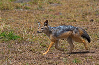 Black-backed Jackal