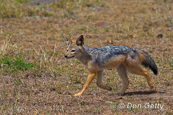 Black-backed Jackal
