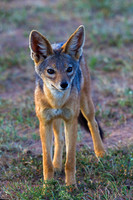 Black-backed Jackal