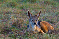 Black-backed Jackal