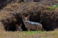 Black-backed Jackal