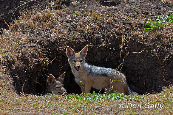 Black-backed Jackal