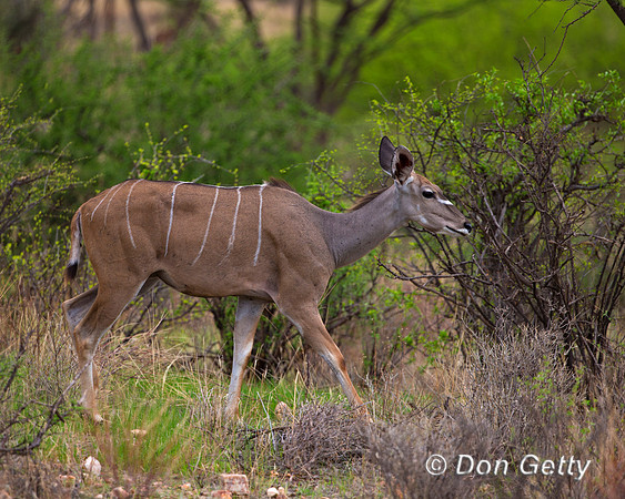 Greater Kudu