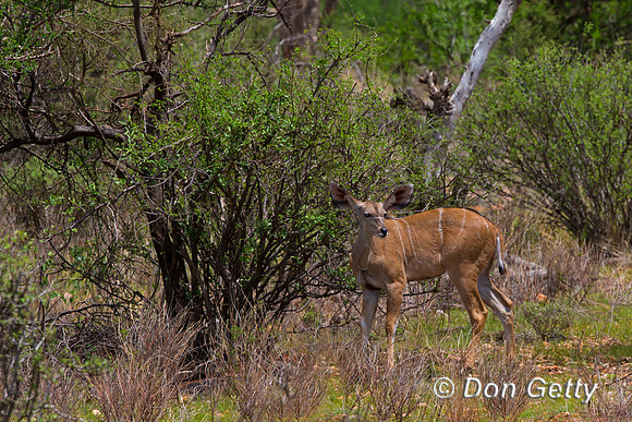 Greater Kudu