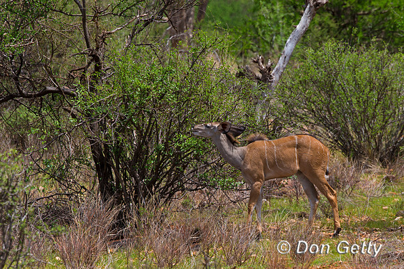 Greater Kudu