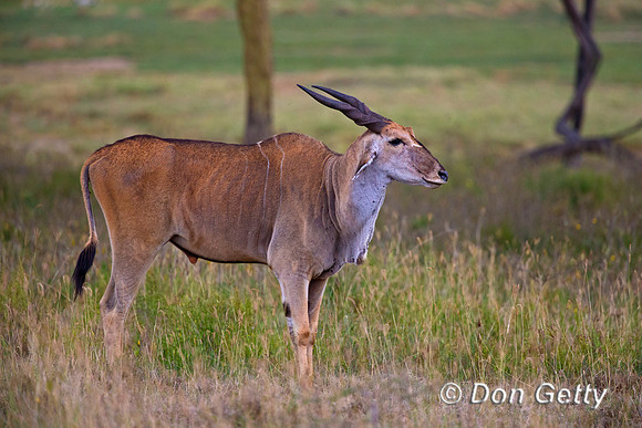 Greater Kudu