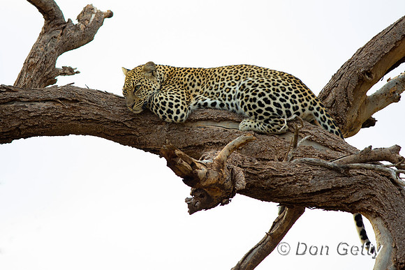 Leopard