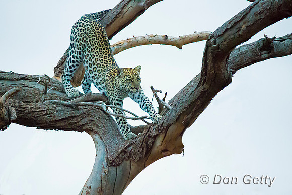 Leopard
