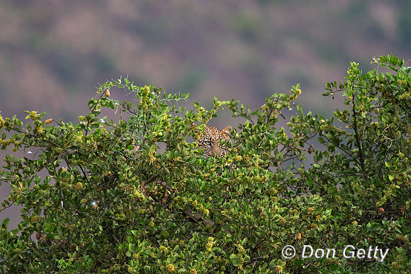 Leopard