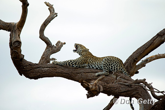 Leopard