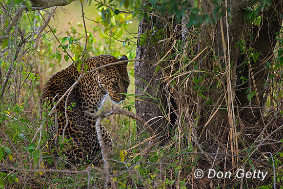 Leopard