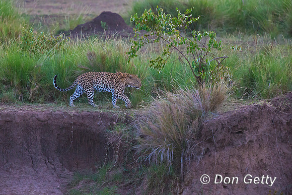 Leopard
