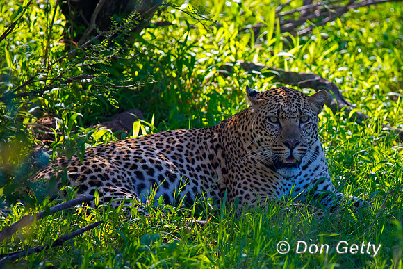 Leopard