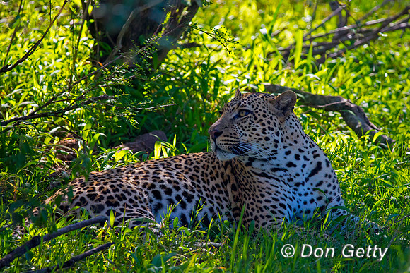 Leopard