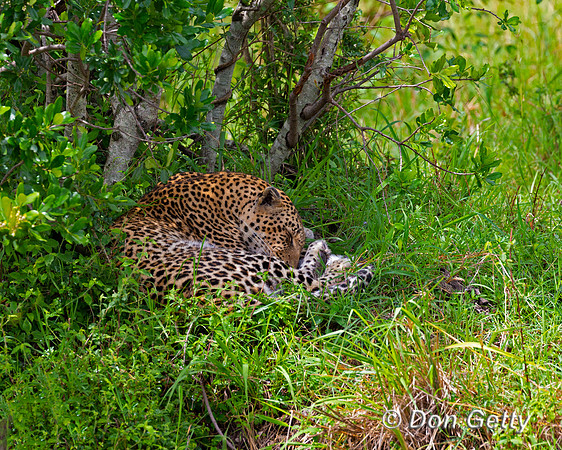 Leopard
