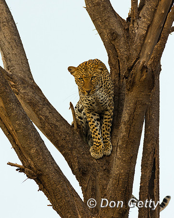 Leopard