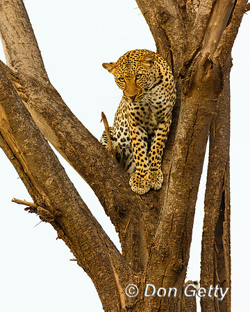 Leopard