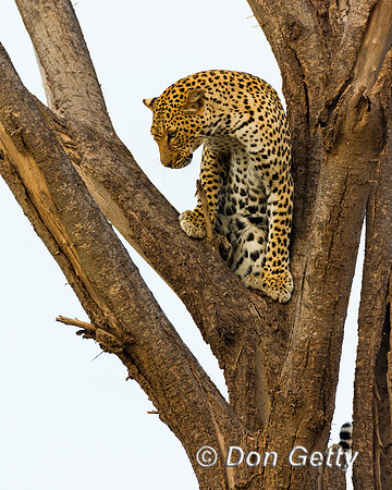 Leopard