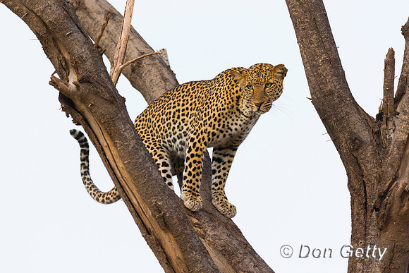 Leopard