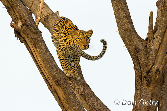 Leopard