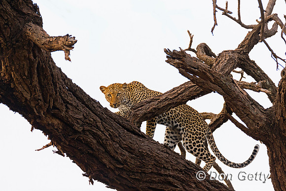 Leopard