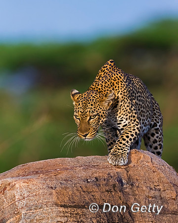Leopard