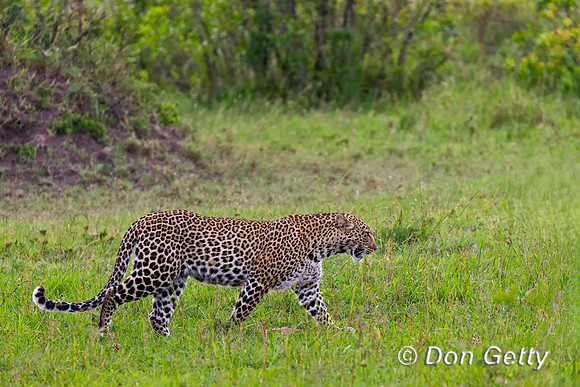 Leopard