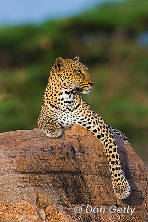 Leopard