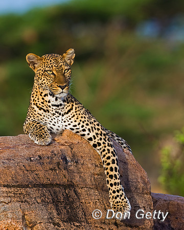 Leopard