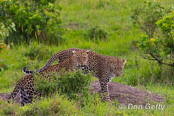 Leopard