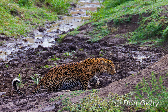 Leopard
