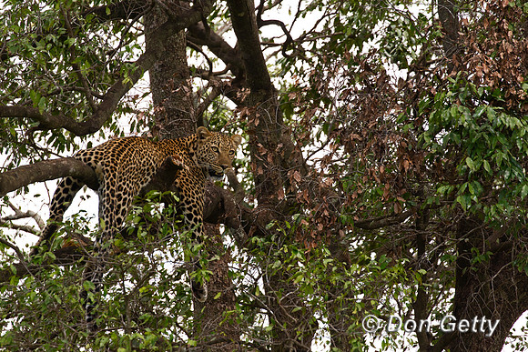 Leopard