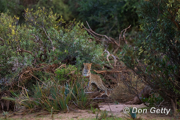 Leopard