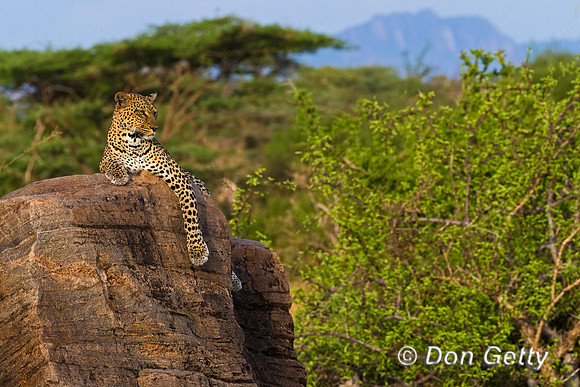 Leopard